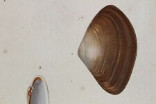 Mollusques gravure règne d'occasion  Brioude