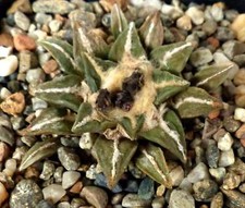 Ariocarpus retusus kotschoubey usato  Italia