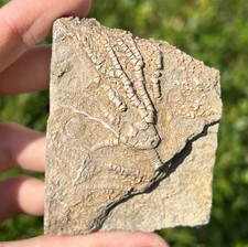 Nice fossil crinoid for sale  Coppell