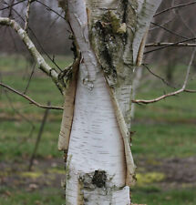 Weißrindige himalaja birke gebraucht kaufen Weißrindige himalaja birke gebraucht kaufen  Bad Zwischenahn
