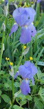Rizomi iris violetto usato  Larderello