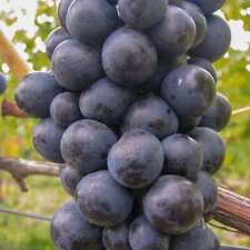 Plant raisin zilga d'occasion  Expédié en France