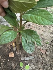 Loquat tree seeds for sale  Highland