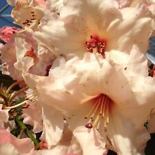 Rhododendron virginia richards for sale  NORTHWICH