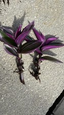 Tradescantia nanouk sale for sale  GLOUCESTER