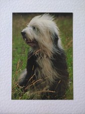 Bobtail welpe hundepostkarte gebraucht kaufen  Borna