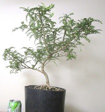 Big chinese pepper for sale  Garden Grove