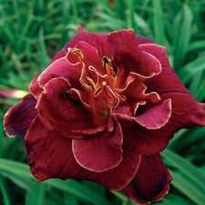 Night embers daylilies for sale  Portland