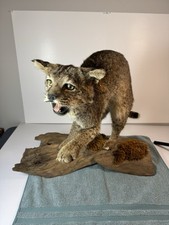 Vintage taxidermy bobcat for sale  Dallas