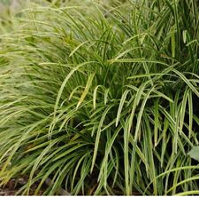 Variegated sedge plant for sale  Holland