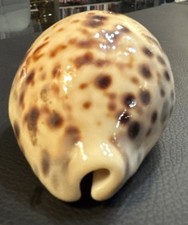 Cypraea tigris hawaiian for sale  Oklahoma City