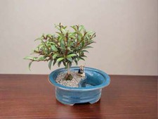 Flowering brush cherry for sale  Freeport