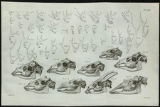 1836 bois crânes d'occasion  France