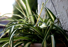 Green live spider for sale  El Sobrante