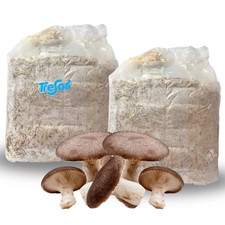 Panetti funghi cardoncelli usato  Barletta