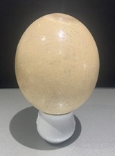 Blown ostrich egg for sale  CAMBERLEY