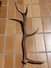 Abwurfstangen geweihstangen hi gebraucht kaufen  Braunlage