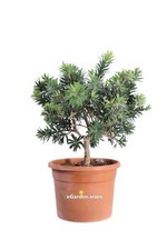 Pianta callistemon little usato  Santeramo in Colle