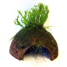 Java fern windelov for sale  MARKET RASEN