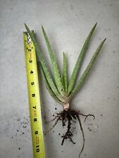 Aloe vera succulent for sale  Highland