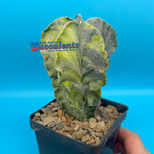 Astrophytum myriostigma fukury for sale  Austin