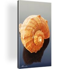 Muschel bild leinwand gebraucht kaufen  Deutschland