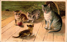 Tiere katze katzen gebraucht kaufen  Wettenberg