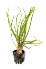 Cryptocoryne retrospiralis liv for sale  GLASGOW