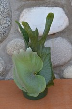 Rare platycerium wandae for sale  Roseburg