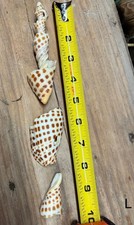 Broken scaphella junonia for sale  Wewahitchka