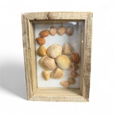 Ocean shells shadowbox for sale Ocean shells shadowbox for sale  Hot Springs National Park