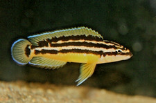 Live fish julidochromis for sale Live fish julidochromis for sale  North Smithfield