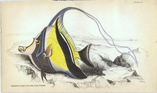 Pesce farfalla jardine usato  Città di Castello