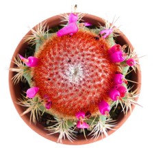 Melocactus matanzanus con usato  Napoli
