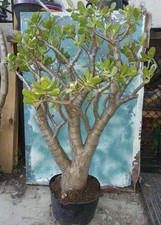 Bonsai jade crassula for sale  San Marcos