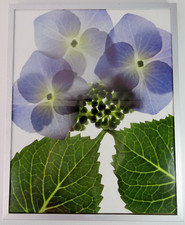 Hydrangea blossom leaf for sale  Germantown