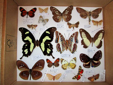 Butterfly moth collection for sale Butterfly moth collection for sale  WATERLOOVILLE
