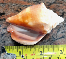 Strombus alatus florida for sale  HARWICH