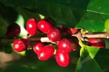 Arabica kaffee coffea gebraucht kaufen  Sulzbach-Rosenberg