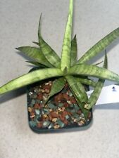 Sansevieria gracillima inch for sale  Eustis