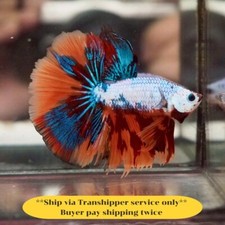 Media Luna Koi Nemo Elegante Cuerpo Blanco Masculino Pez Betta Vivo Buena Calidad de TH 13J segunda mano  Embacar hacia Mexico
