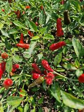 Organic bird pepper for sale  BASILDON