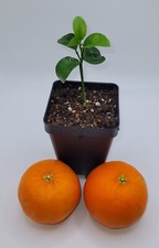 Clementine mandarin orange for sale  Bangor