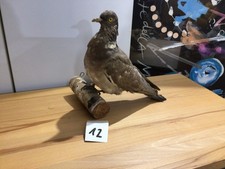 Präparat vogel taube gebraucht kaufen  Kiel