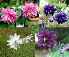 Columbine barlow mix for sale  DONCASTER