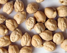Garbanzo bean seeds for sale  Russell