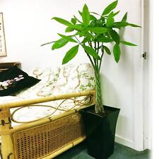 Pachira aquatica money for sale  BIRMINGHAM