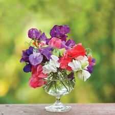Dwarf sweet pea for sale  EVESHAM