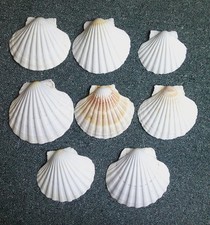 Clean scallop shells for sale  SETTLE