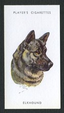 Elkhound players dog for sale  COLEFORD